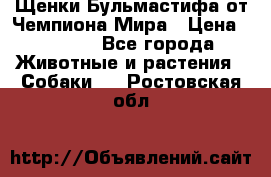 Щенки Бульмастифа от Чемпиона Мира › Цена ­ 1 000 - Все города Животные и растения » Собаки   . Ростовская обл.